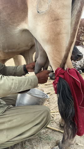 A man milking a cow by hand into a metal bucket in a rural village.