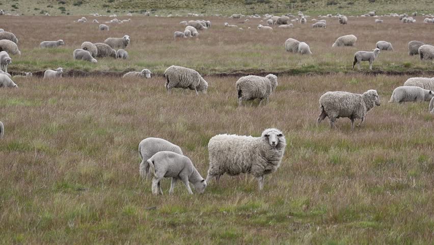 Close-up clip showing a large flock of sheep moving in Patagonia, Argentina.