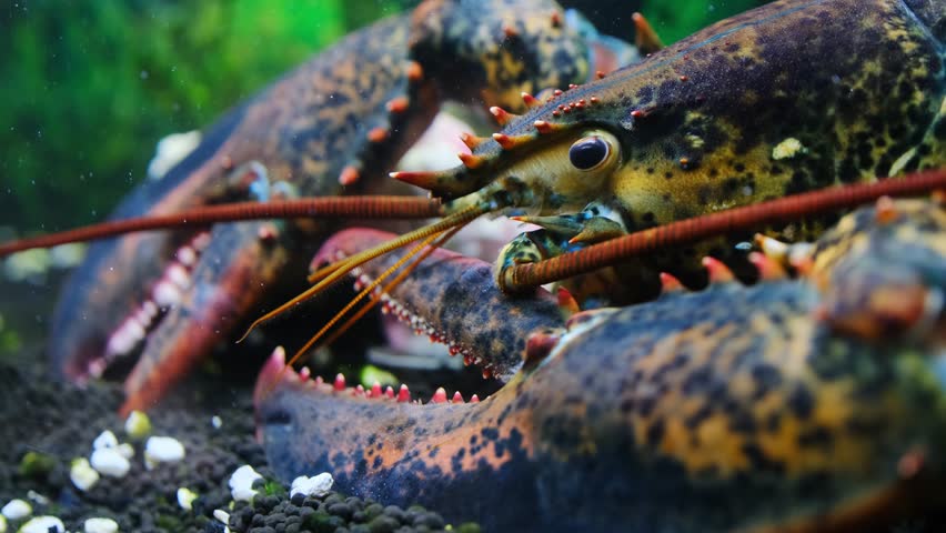 American lobster camouflaged on the seabed