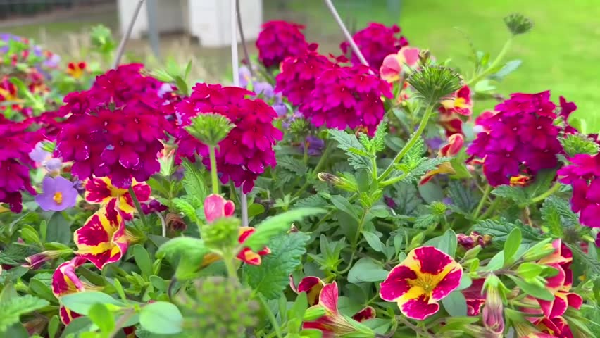 Colorful Spring Flowers Blooming in Rain, Beautiful Garden Plants with Water Drops