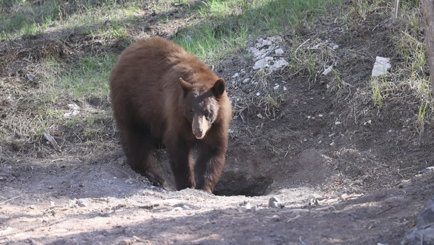 Black Bear in Yellowtone National Park Wyoming in Springtime