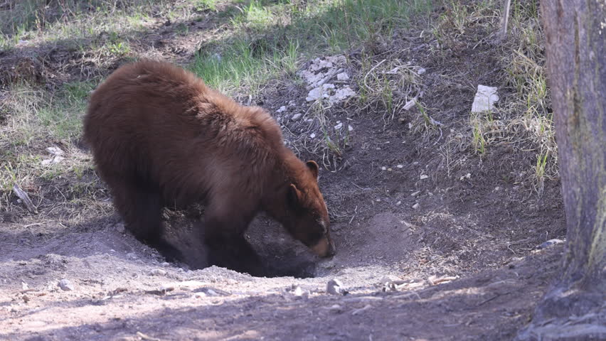 Black Bear in Yellowtone National Park Wyoming in Springtime