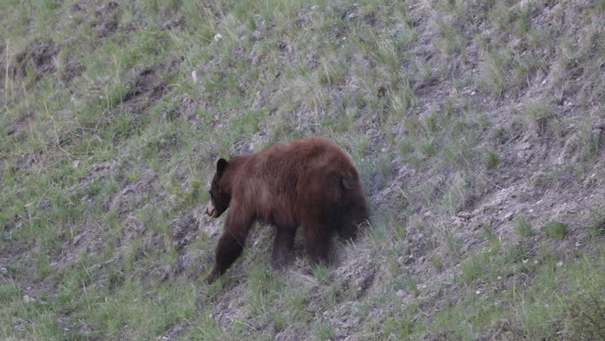 Black Bear in Yellowtone National Park Wyoming in Springtime