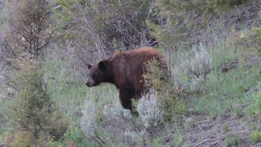 Black Bear in Yellowtone National Park Wyoming in Springtime