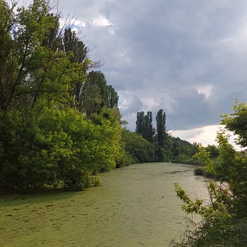A dramatic summer landscape of a wild swampy pond entirely covered with bright green duckweed under a dark, heavy stormy sky. Lush green trees line the shore, creating a strong color contrast. Captured in a peaceful rural area near Kyiv, Ukraine. Authentic nature sounds of loud frogs croaking. Square 1:1 format, perfect for environment, ecology, or mood video concepts