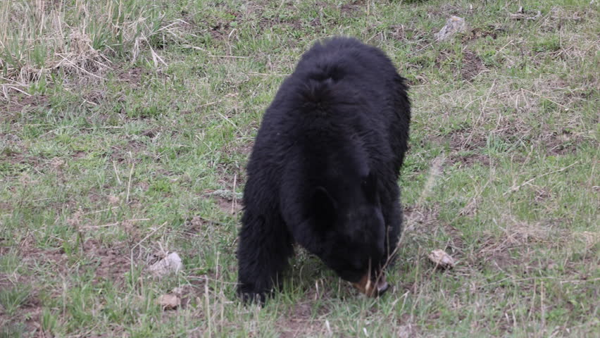 Black Bear in Yellowtone National Park Wyoming in Springtime