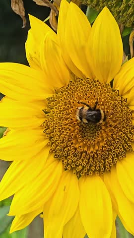 Close-up of a furry bumblebee collecting pollen from the center of a vibrant yellow sunflower