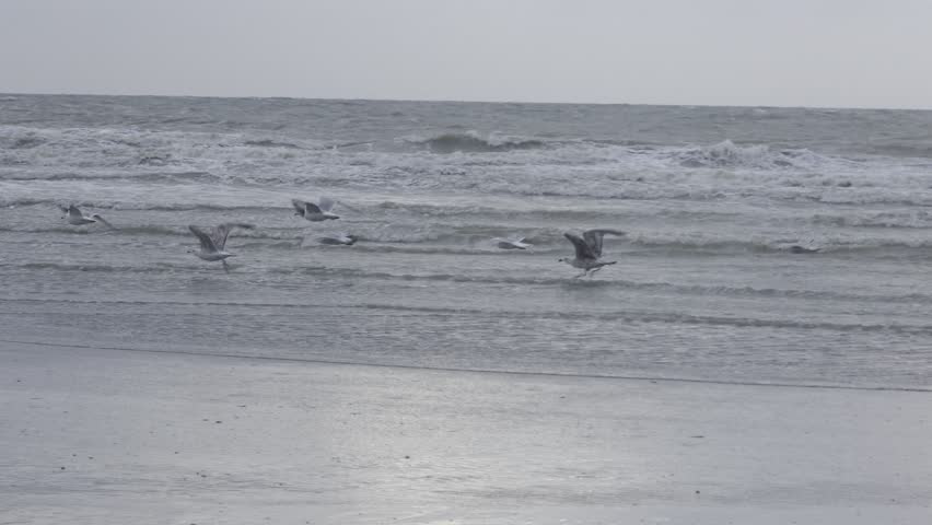​Sea birds and seagulls resting on the shoreline and flying over ocean waves, black and white monochrome style beach view.