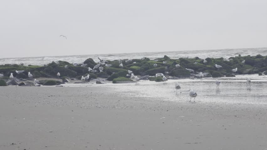 ​Sea birds and seagulls resting on the shoreline and flying over ocean waves, black and white monochrome style beach view.