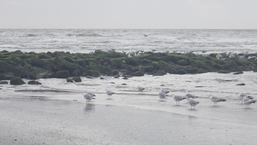 ​Sea birds and seagulls resting on the shoreline and flying over ocean waves, black and white monochrome style beach view.