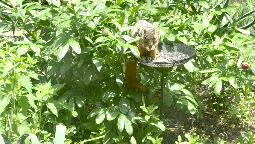 Alert squirrel fleeing from bird feeder in summer garden.Eastern gray squirrel feeding at a bird feeder before becoming alert and quickly jumping away in a lush summer garden.