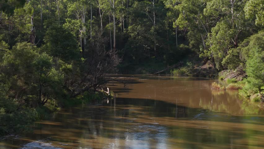 Lush australian forest and the serene murray river