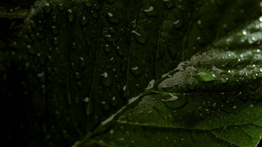 Water droplets glide down center vein crease glistening on dark green leaf with pronounced pinnate structure in moody macro backlight