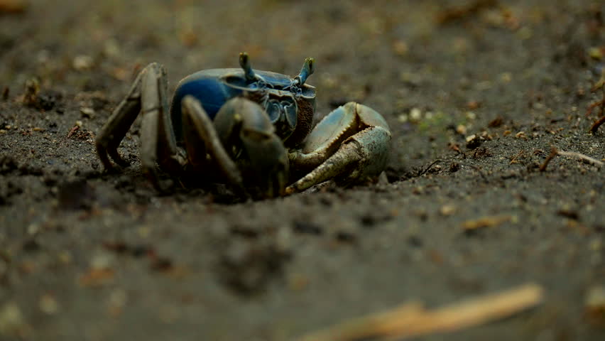 The Blue Land Crab (Cardisoma guanhumi) Crustacean In Tayrona National Park In Colombia. Close-up Shot