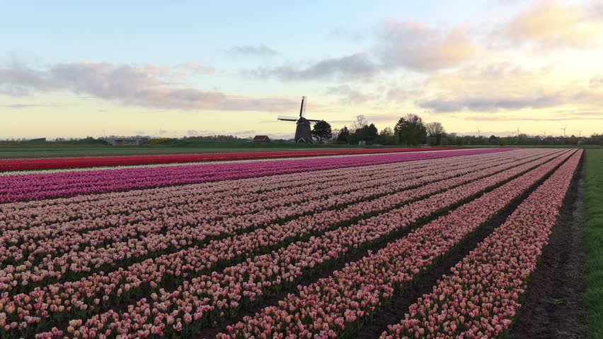 Aerial drone view of a traditional dutch windmill during a stunning sunset. Rows of blooming colorful tulips create a picturesque landscape