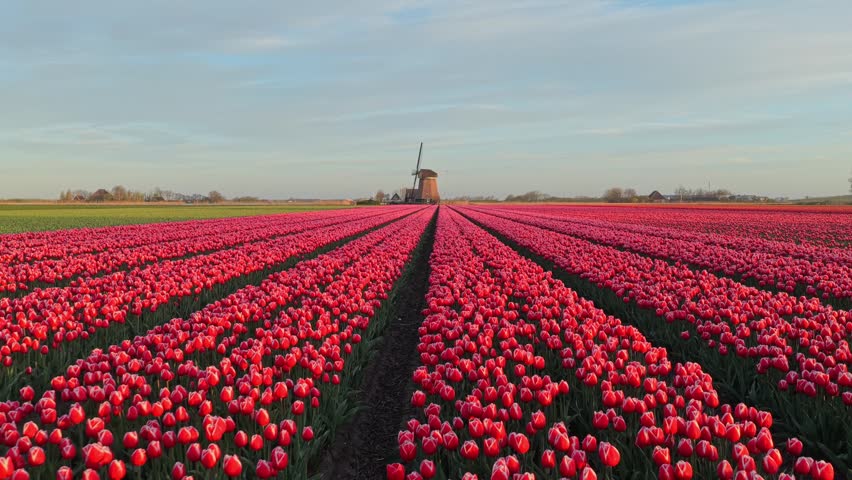 Vast field of vibrant red tulips blooming in long rows with a classic dutch windmill on the horizon during a beautiful golden hour