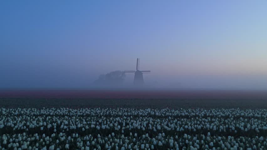 Aerial view of a traditional dutch windmill surrounded by colorful tulip fields during a foggy sunrise in schermerhorn, netherlands