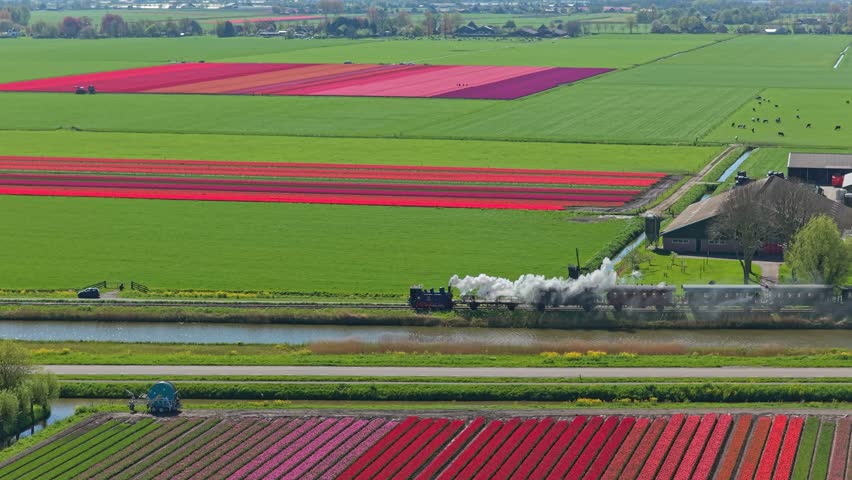 Aerial view of a historic steam train puffing smoke while passing through vibrant tulip fields and lush green countryside in the netherlands