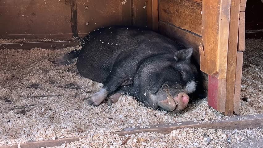 A black pig sleeps peacefully on a bed of wood shavings inside a rustic wooden barn stall, creating a calm and cozy farm animal scene.
