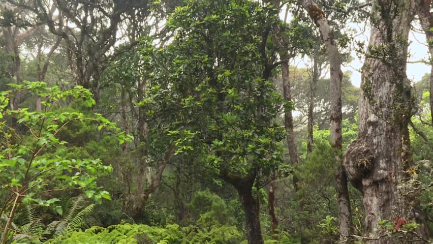 Lush Native Forest Within Waikamoi Preserve On The Island Of Maui, Hawaii, USA. Pan Down Shot