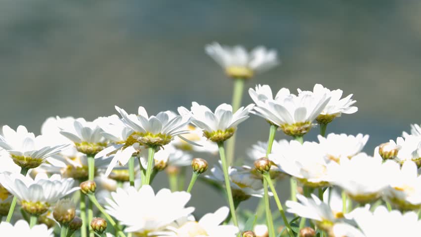 A honey bee flies between white daisies for pollination against a blurred coastal background.