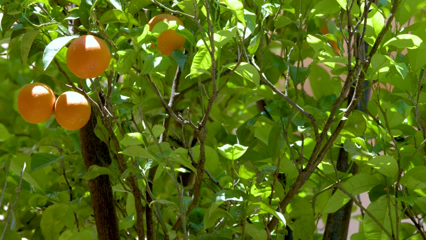 Close-up of ripe oranges on a lush green tree swaying gently in bright summer sunlight.
