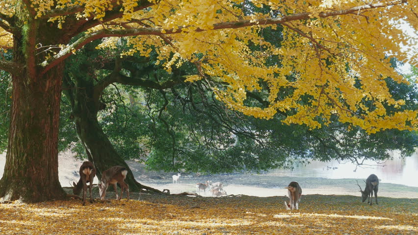 Ginkgo trees in autumn with a herd of deer on lawn in Nara Japan
