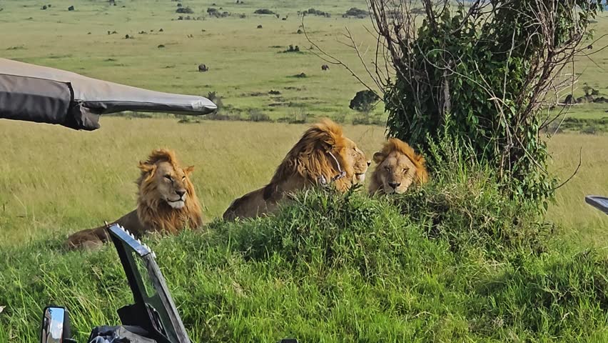 Male lion brothers resting on a grassy mound during a safari game drive in Masai Mara