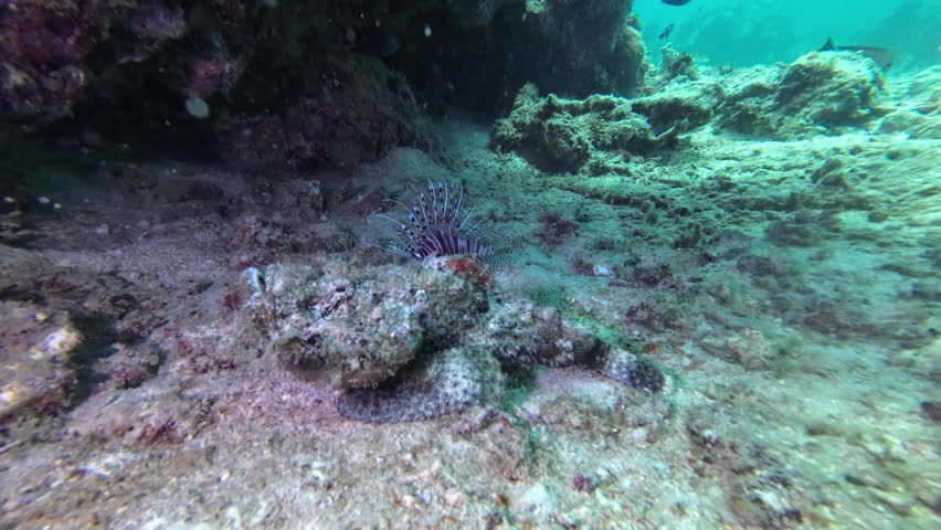 Camouflaged scorpionfish bursts from the seabed. A well-hidden scorpionfish suddenly launches from the sand, creating a cloud of sediment as it darts away beside a tropical reef.