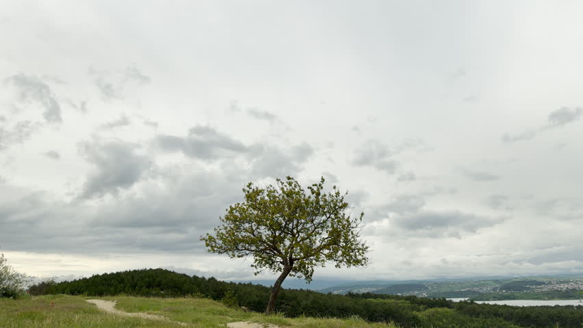 A lone tree stands on a grassy hilltop. Thick clouds cover the sky above it. A dense forest and a lake stretch across the valley below.