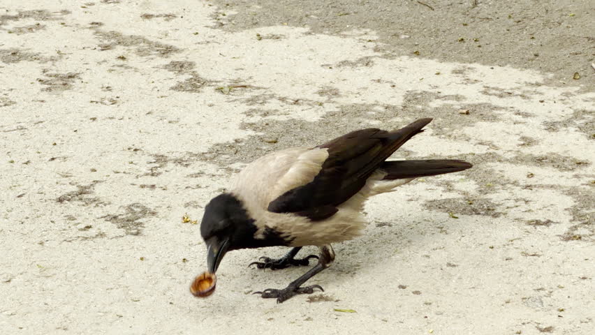 A hooded crow picks up an empty walnut shell with its beak. The black and grey bird stands on a light concrete pavement. It moves carefully to inspect its food.