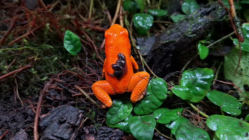 a Male Phyllobates terribilis "golden poison frog" seen close up on the grass carrying a tadpole on its back, Phyllobates terribilis "golden poison dart frog" seen carrying a tadpole on its back, 
