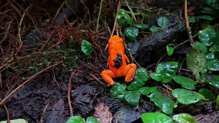 a Male Phyllobates terribilis "golden poison frog" seen close up on the grass carrying a tadpole on its back, Phyllobates terribilis "golden poison dart frog" seen carrying a tadpole on its back, 