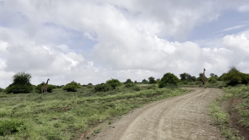 Two giraffes in the African savannah. Travel, safari in Kenya National Park.