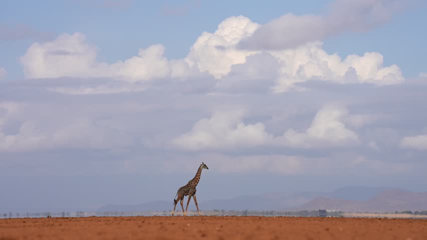 Giraffe Walking Alone Across Open African Savannah Landscape Under Cloudy Sky