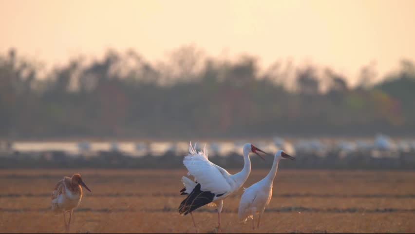 Majestic red-crowned crane calling and displaying with spread wings during a golden hour sunset in a grassy wetland, accompanied by a juvenile crane and a blurred distant flock.