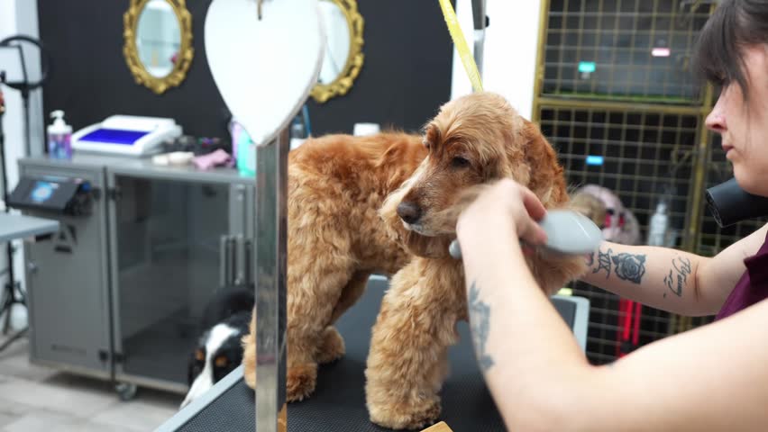 Professional female groomer with tattoos using a brush and hairdryer on a calm cocker spaniel after a bath in a modern grooming salon
