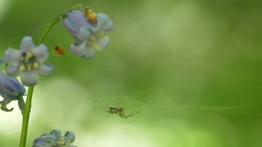 Small Spider Suspended On Web Anchored To Bluebell Stems In Natural Habitat, Macro Shot