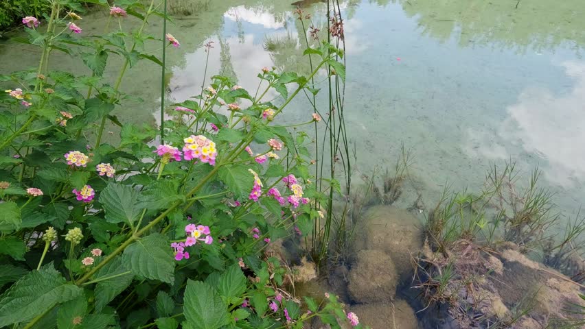 Scenic lake shore with colorful flowers and plants
