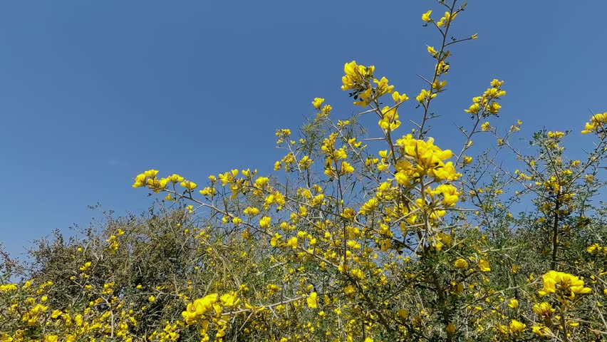 Yellow flowers in nature on a sunny summer day