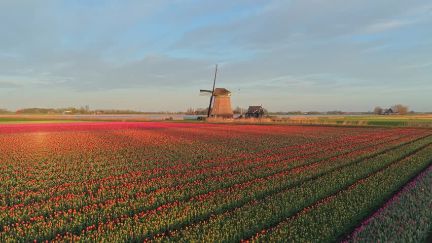 Picturesque aerial view of a classic dutch windmill surrounded by endless rows of vibrant red and pink tulips during a scenic sunrise