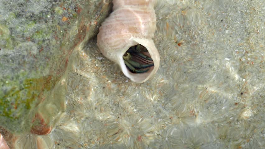Hermit Crab in Shell Underwater Macro Close Up  