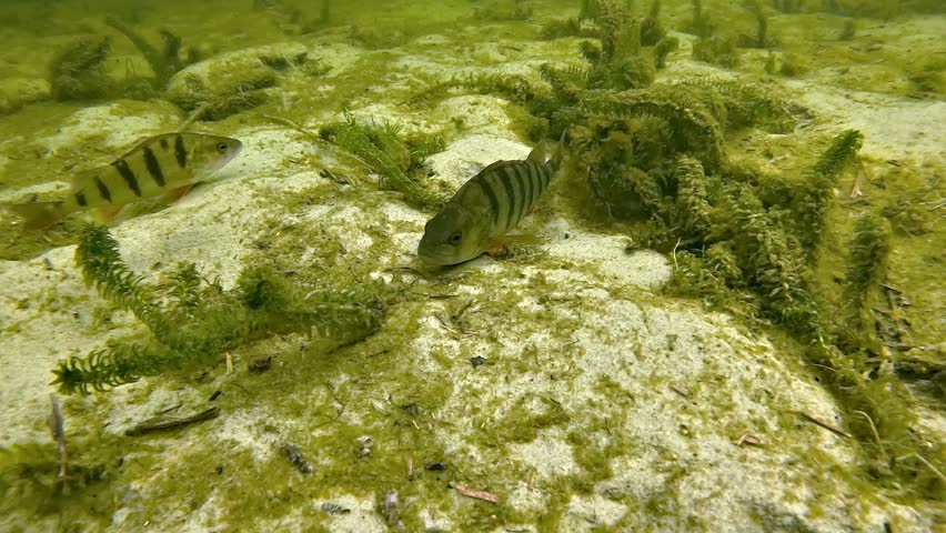 Two European perch - Perca fluviatilis - rest on the sandy bottom of a freshwater lake before being disturbed by the camera approach and swimming away.