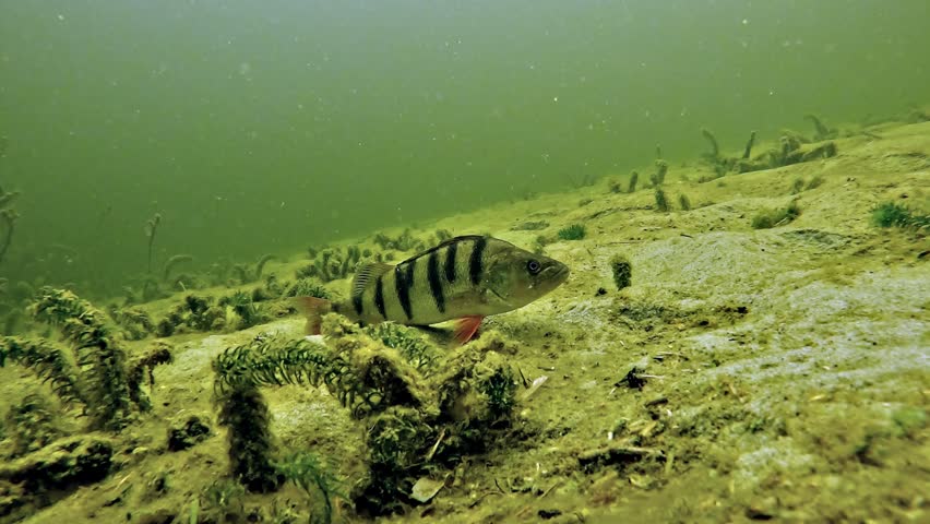 European perch - Perca fluviatilis - rests on the sandy bottom of a freshwater lake before being disturbed by the camera approach and swimming away.