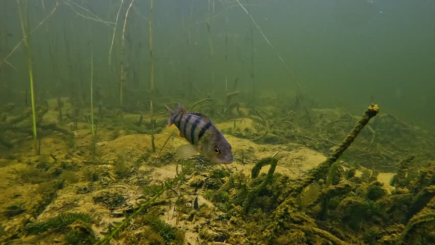 European perch - Perca fluviatilis - shown in close-up profile view with a background of elodea plants over a sandy lake bottom.