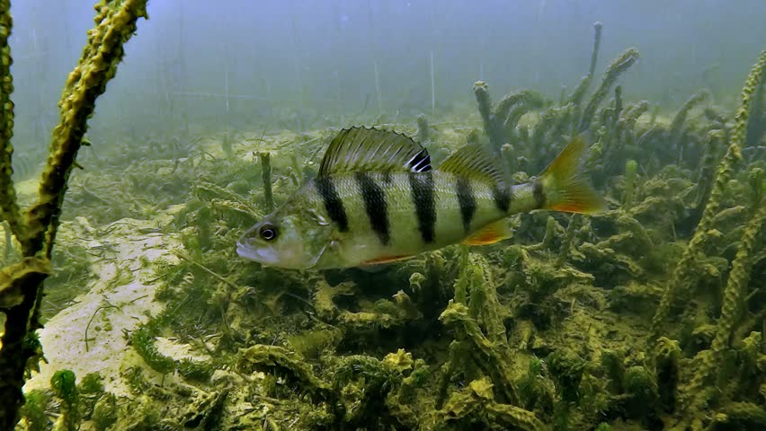 European perch - Perca fluviatilis - remains motionless in profile with its dorsal fin raised before swimming away in a calm freshwater lake scene.