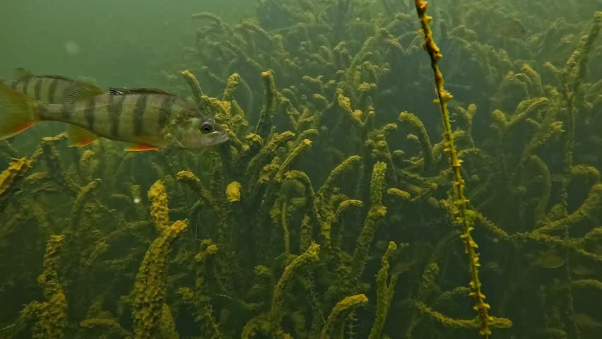 European perch - Perca fluviatilis - pass in profile before the camera above a dense carpet of elodea plants on the bottom of a freshwater lake.