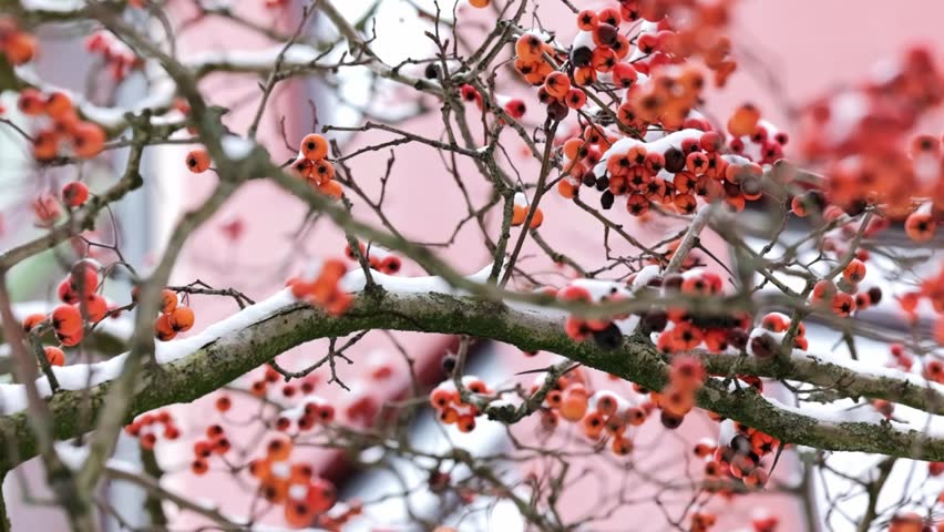 A tree with orange berries and snow on the branches