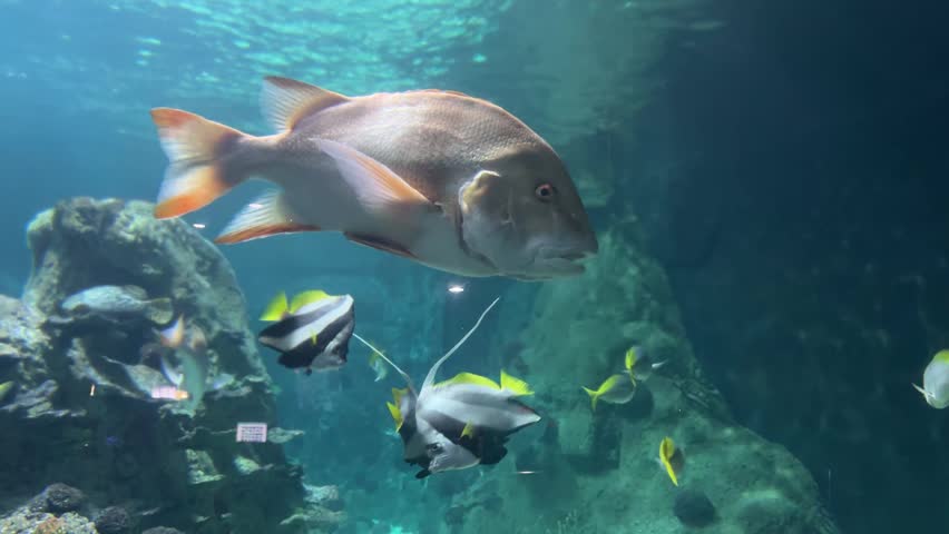 ,Large cubera snapper Lutjanus cyanopterus swimming with moorish idol Zanclus cornutus and longfin bannerfish Heniochus acuminatus in a marine aquarium. Tropical fish, underwater wildlife, ocean habitat.