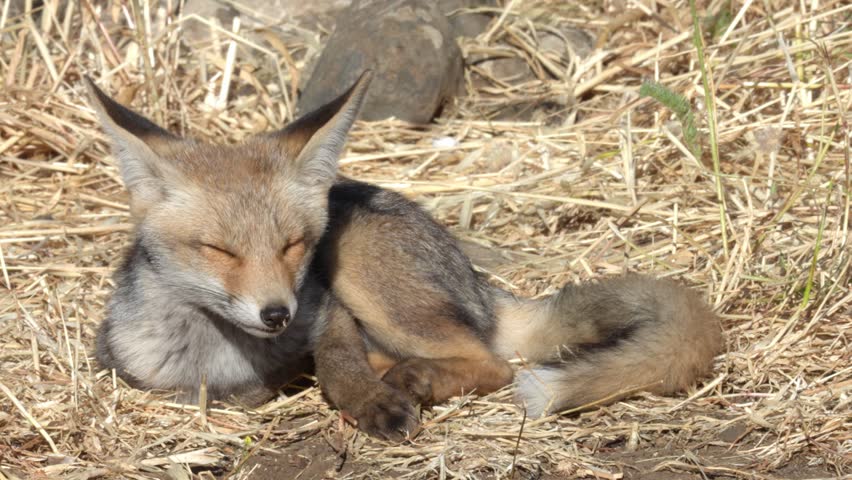 Adorable young red fox kit resting curled in the wild. Golan Heights.